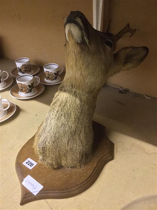 Taxidermic deer head